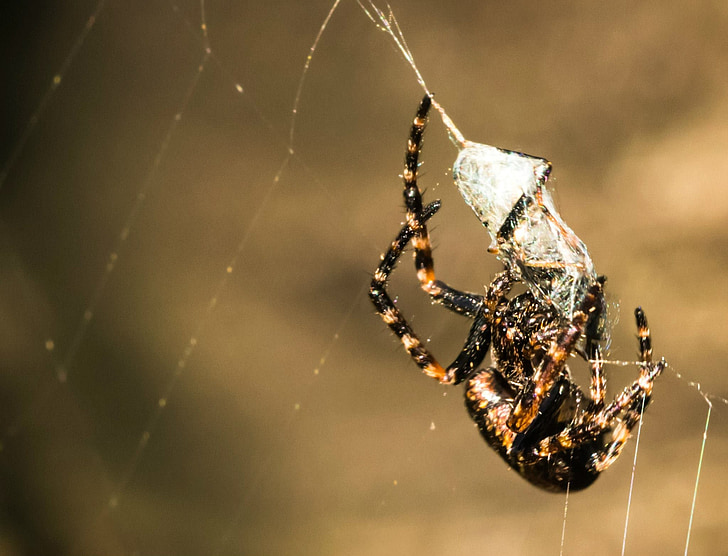 edderkop, netværk, bytte, makro, fanget, spindelvæv, aggressiv insekt