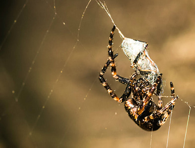 паук, сеть, добычей, макрос, поймали, паутина, хищных насекомых