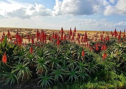 flores, Playa de Newport, rojo, Newport, Playa, cielo, naturaleza