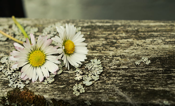 Daisy, fleurs, blanc, printemps, bois, romantique, carte de voeux