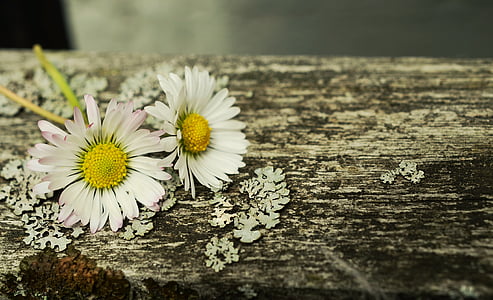 Daisy, bunga, putih, musim semi, kayu, romantis, kartu ucapan