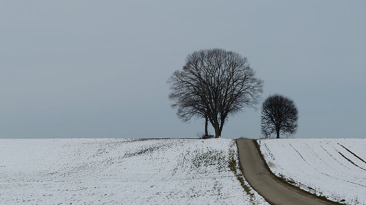 зимни, дърво, сняг, зимата дървета, природата, настроение, зимни