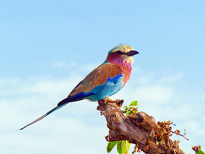 corró pit lila, ocells, Àfrica, Kenya, pit lila, colors, natura