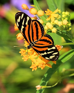 Kelebek, böcek, kanatları, açık havada, Yaz, doğa, hayvan