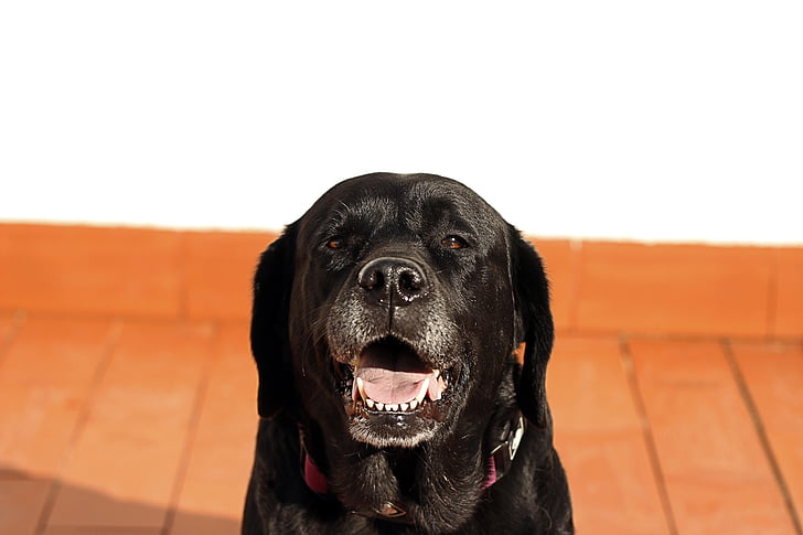 Labrador, perro, negro, mascota