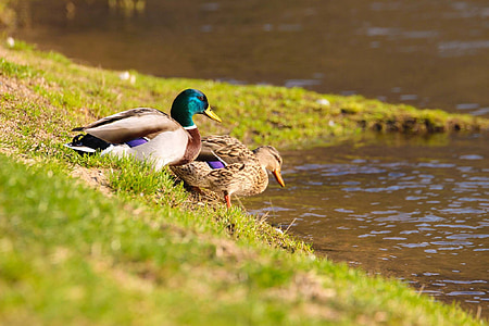 duck, ducks, water bird, pond, bank, water surface, feeding