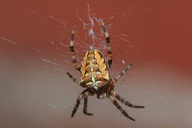 αράχνη, αραχνοειδές έντομο, ιστός αράχνης, μαλλιά, δίκτυο, μικρό, Κλείστε