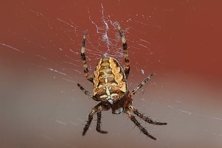 araignée, arachnide, toile d’araignée, cheveux, réseau, petit, fermer