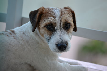 dog, terrier, russell, pet, animal, jack russell terrier