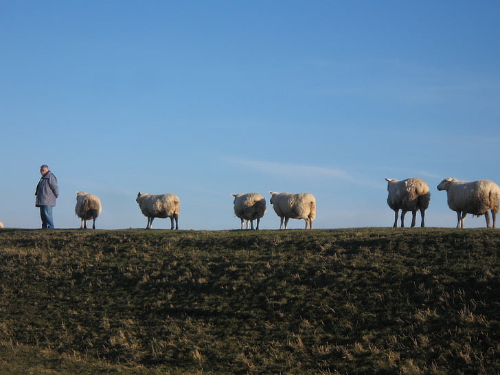 bellwether, πρόβατο σε ανάχωμα, με τα πόδια, Γεωργία, αγρόκτημα, φύση, χλόη