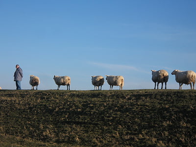 Bellwether, moutons sur la digue, à pied, Agriculture, ferme, nature, herbe