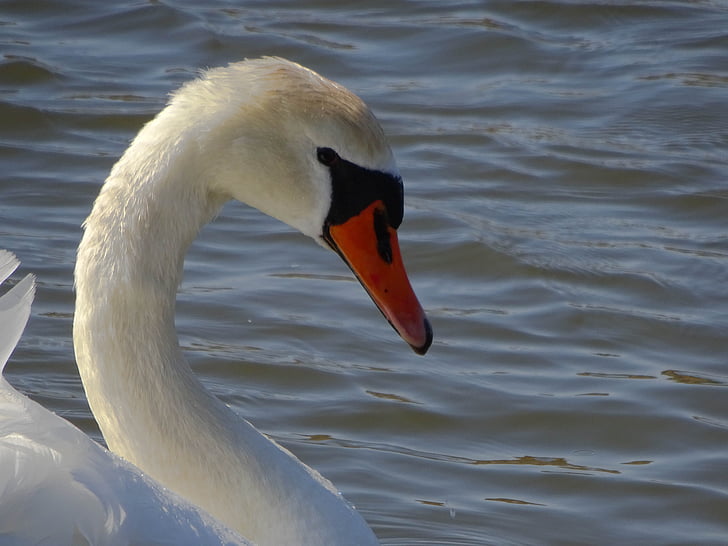 swan, bird, water, nature, animal, lake, seaside