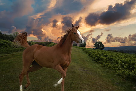 cavall, animal, natura, cavall pura sang, cavall blanc, valent, pastures