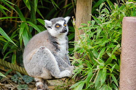 Lemur, Madagaskar, primát, opice, Legrační, zvědavý, Fajn