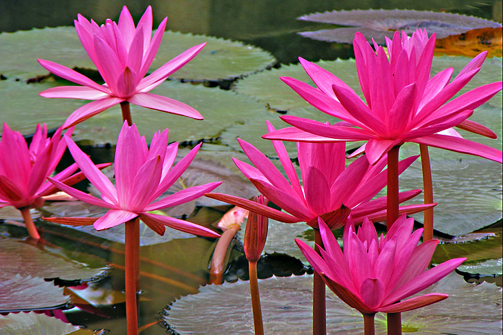 Lotus, åkande, blomster, Pink lotus