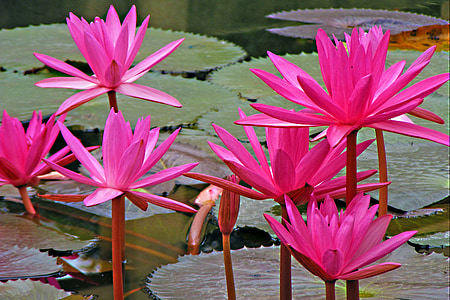 Lotus, ūdens lily, ziedi, rozā lotus