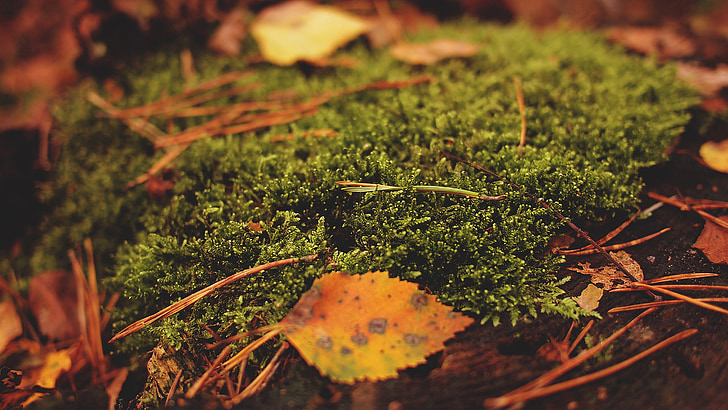 Moss, hojas, hoja, otoño, bosque, a pie, naturaleza
