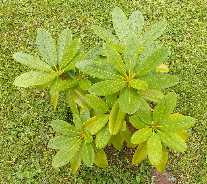 Roslin, Rhododendron, goldfort