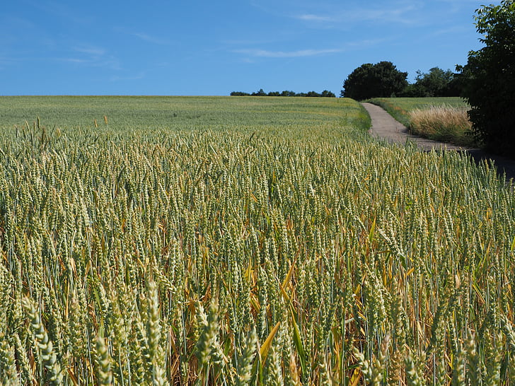 pšenice, pšeničné pole, obiloviny, ucho, zrno, kukuřičné pole, jídlo