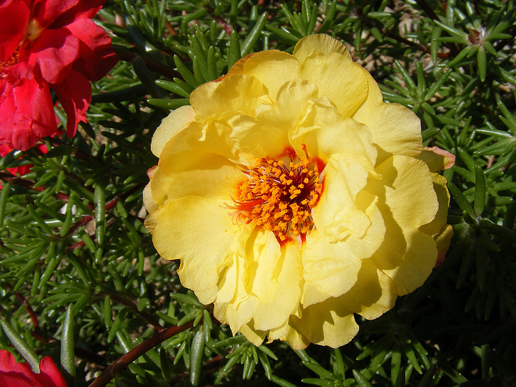 цветя, grandiflora, мъх, portulaca, тученица, Роза, Слънчев
