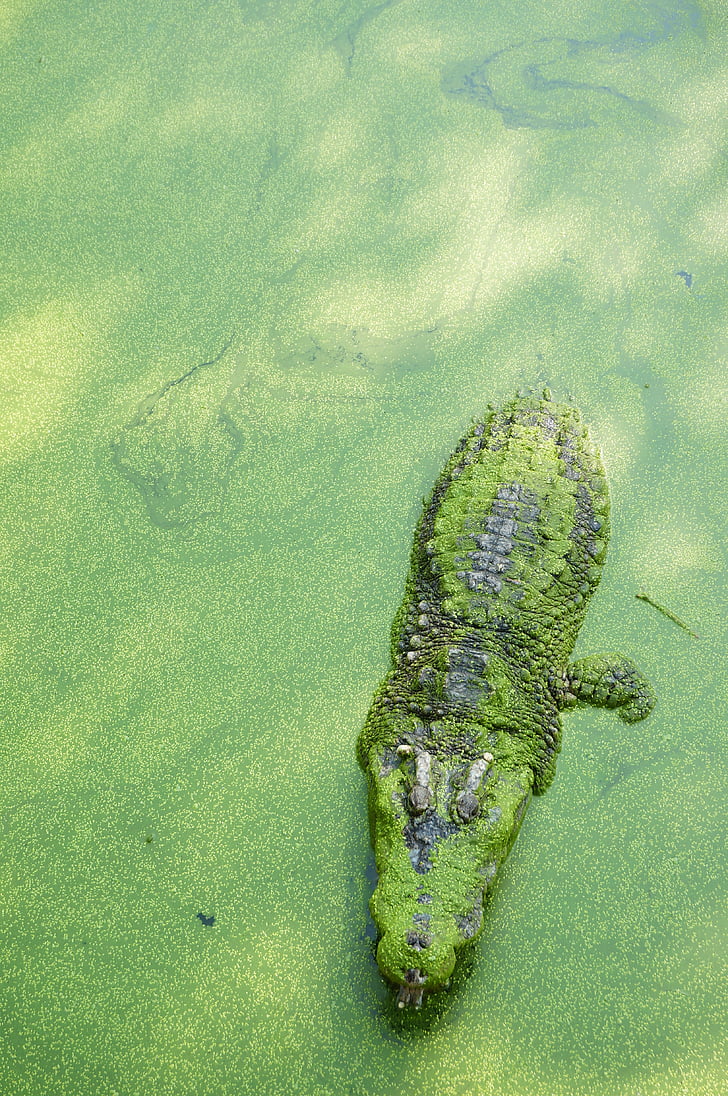 krokodil, zelena, Tajska