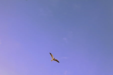 low, angle, photography, white, stork, animals, bird