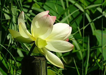 flower, lotus, lotus blossom, plant, aquatic plant, flowers, petal