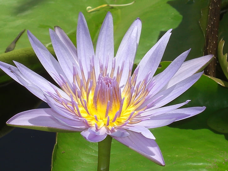 water lily, Violet, Blossom, Bloom, waterplant, meer rose, teichplanze