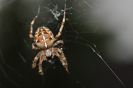 laba-laba, coklat, hewan, Salib, satwa liar, Cobweb, alam