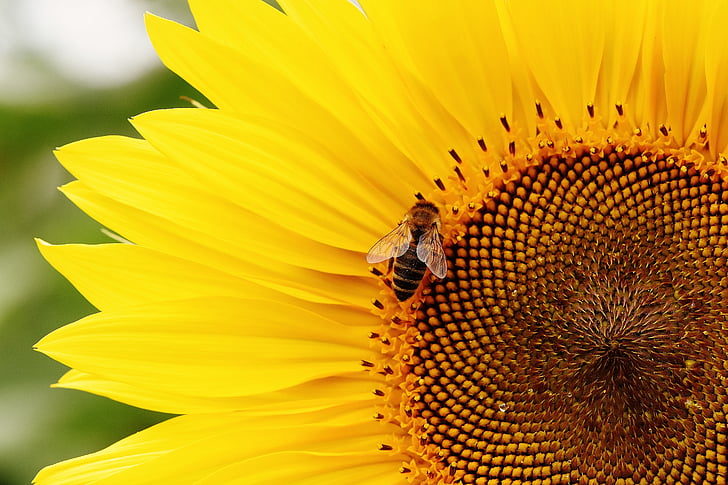 bunga matahari, lebah, musim panas, Taman, Blossom, mekar, kuning