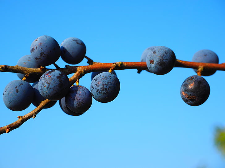 schlehe, berries, blue, bush, fruit, blackthorn, prunus spinosa