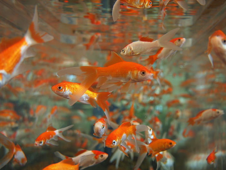 poisson rouge, Aquarium, sous l’eau, Tropical, animal de compagnie, nager, réservoir