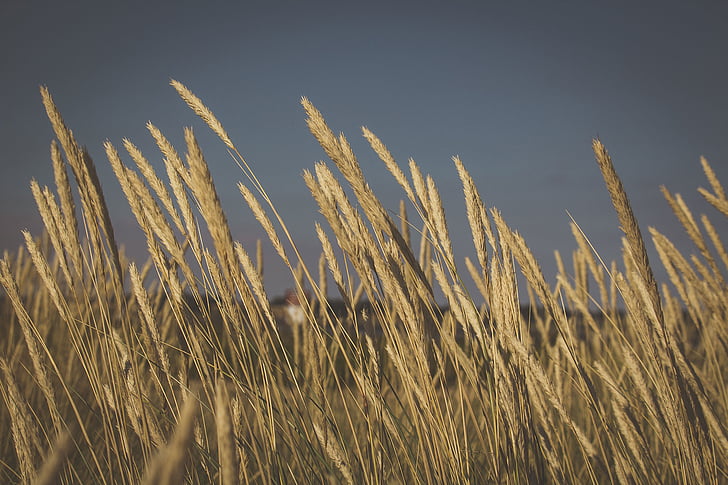 Селско стопанство, поле, пшеница, природата, лято, трева, селски сцена