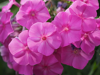 Flox, plantas de erva de aprisionamento, Polemoniaceae, planta ornamental, -de-rosa, cor-de-rosa, flor