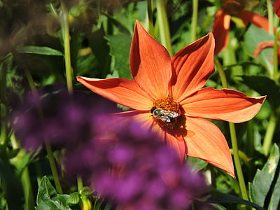 Hoa, Sân vườn, Hoa, Thiên nhiên, màu tím, con ong, côn trùng