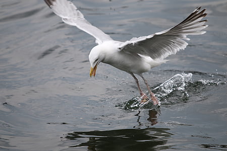 seagull, kiel, bird, nature, water, baltic sea, fly