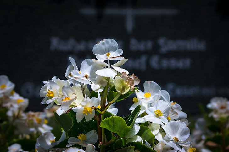 ice begonia, grave, cemetery, tombstone, grave planting