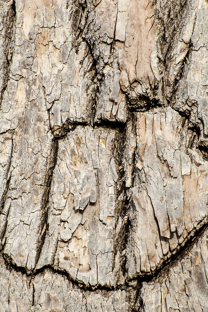Tree bark, træ, krakket, træ, natur, bark, naturlige