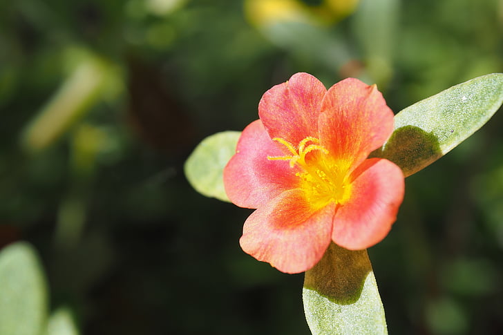 portulaca oleracea, blomster, rød, Lukk, lyse, natur, Åpne