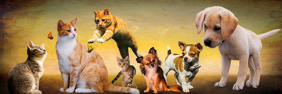 สัตว์, สุนัข, แมว, เล่น, สัตว์เล็ก, ลูกสุนัข, กระโดด