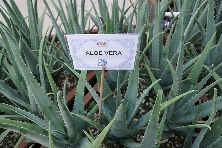 Aloe vera, anlegget, sunn