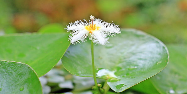 water lily, dwarf water lily, mini water lily, flower, blossom, bloom, nature
