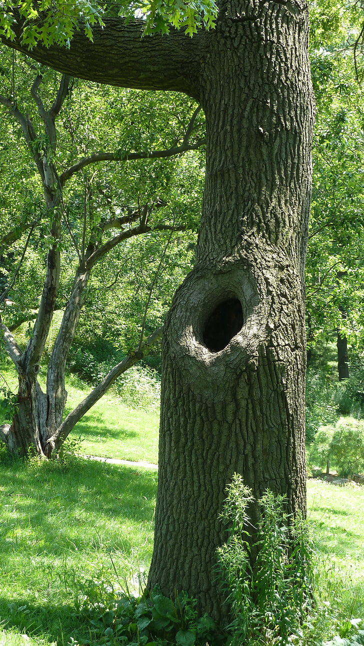 Baum, Stamm-Loch, Park, grüne Natur, Textur, Szene