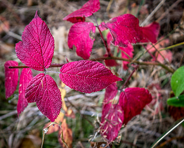 Leaf, červená, jeseň, jeseň, Príroda, Sezóna, svetlé