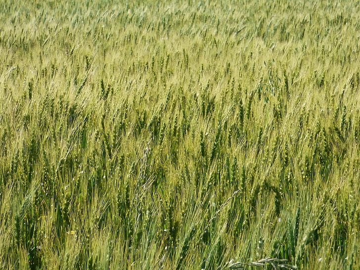 lúa mì, màu xanh lá cây, ngũ cốc, gai, cỏ, nguồn gốc, nông nghiệp