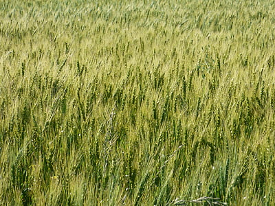 blat, verd, cereals, pics, herba, fons, l'agricultura