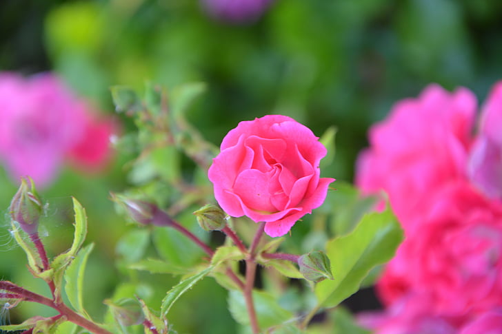 màu hồng, nụ hoa hồng, Hoa, Sân vườn, Thiên nhiên, vườn hoa, mùa xuân