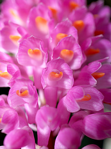 Orhideja, puķe, gaiša, Violeta, Flora, pieaugums, apdare