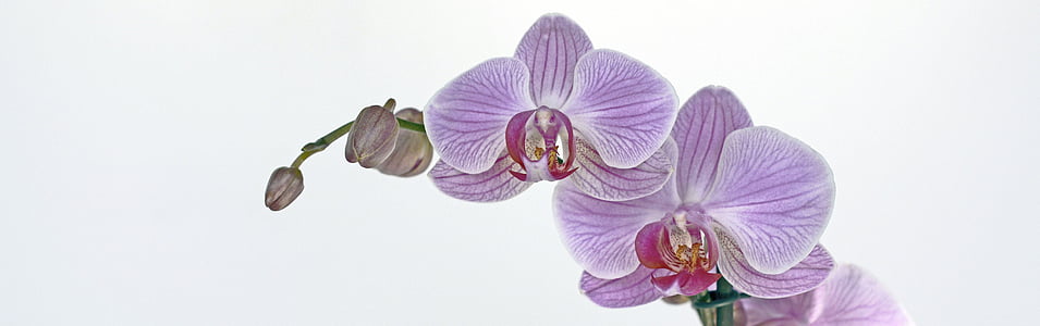 orchidėja, gėlė, žiedų, žydėti, pumpuras, atogrąžų, violetinė