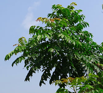 Indyjski wieprz śliwka, MOJE, aamraata, drzewo, Spondias pinnata, Anacardiaceae, Śliwiec mangifera